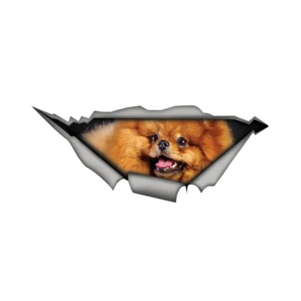 Pomeranian Sticker