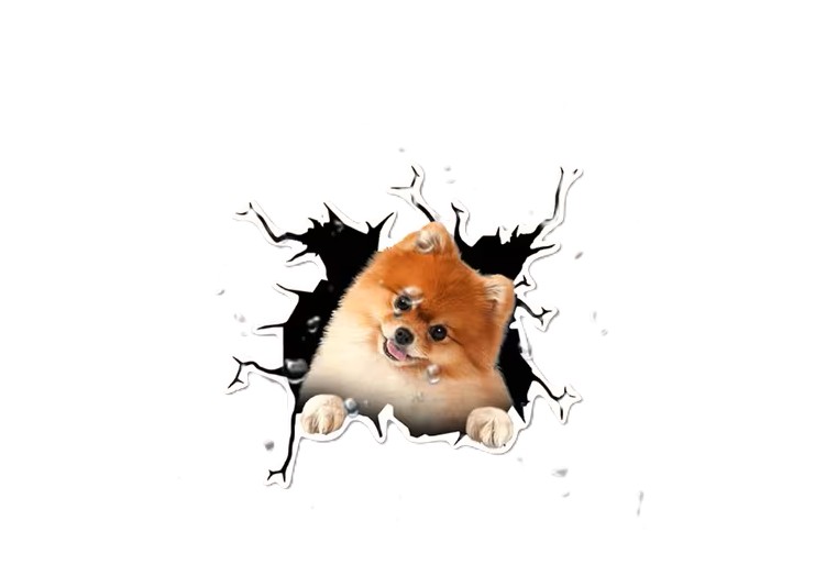 Pomeranian Aufkleber